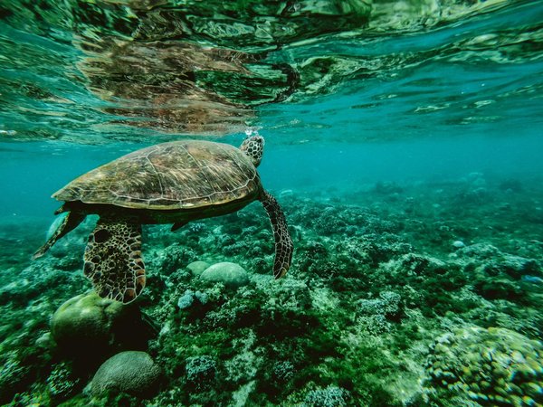 Quelles étapes pour devenir un spécialiste en conservation de la biodiversité marine ?